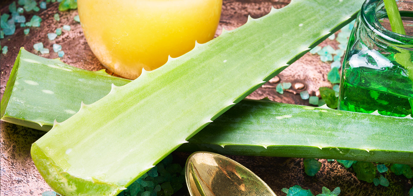 aloe vera