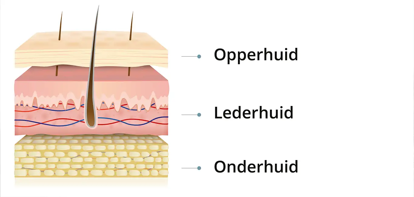 Anatomie Huid