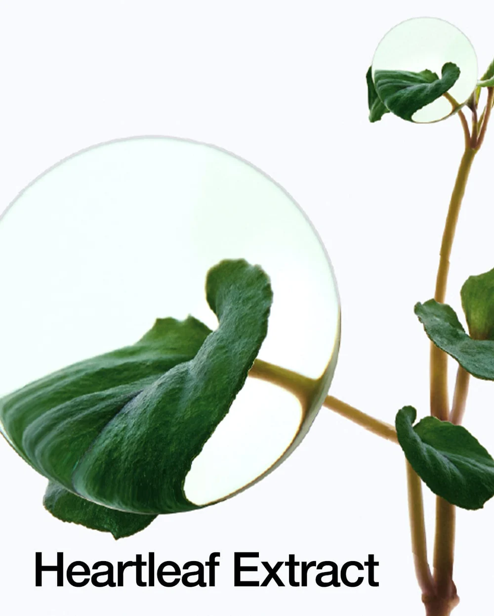 Anua - Soothing Toner - Heartleaf - 77% - Heartleaf Extract